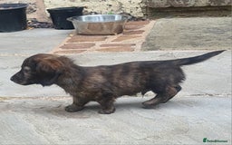 Miniature Dachshund dogs for sale: Miniature Longhaired Dachshund Puppies  - Image 24