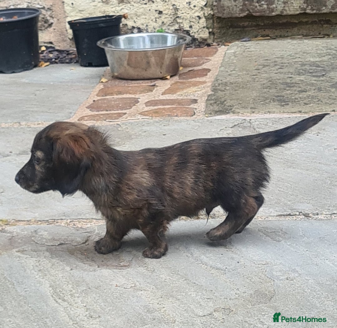 Miniature Dachshund dogs for sale: Miniature Longhaired Dachshund Puppies  - Image 24