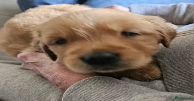 Golden Retriever dogs - Advert 6