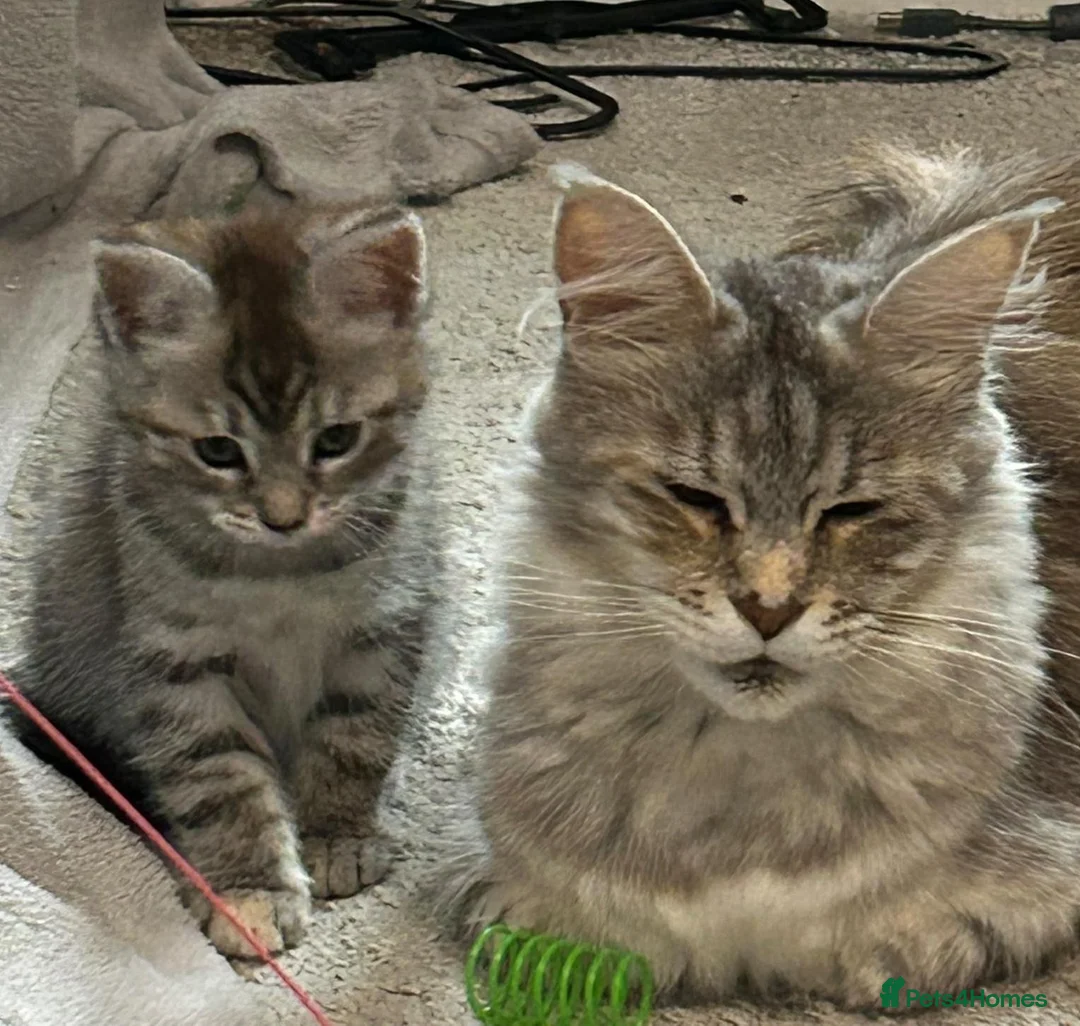 Maine Coon cats for sale: Half maine coon kittens - playful - Advert 9