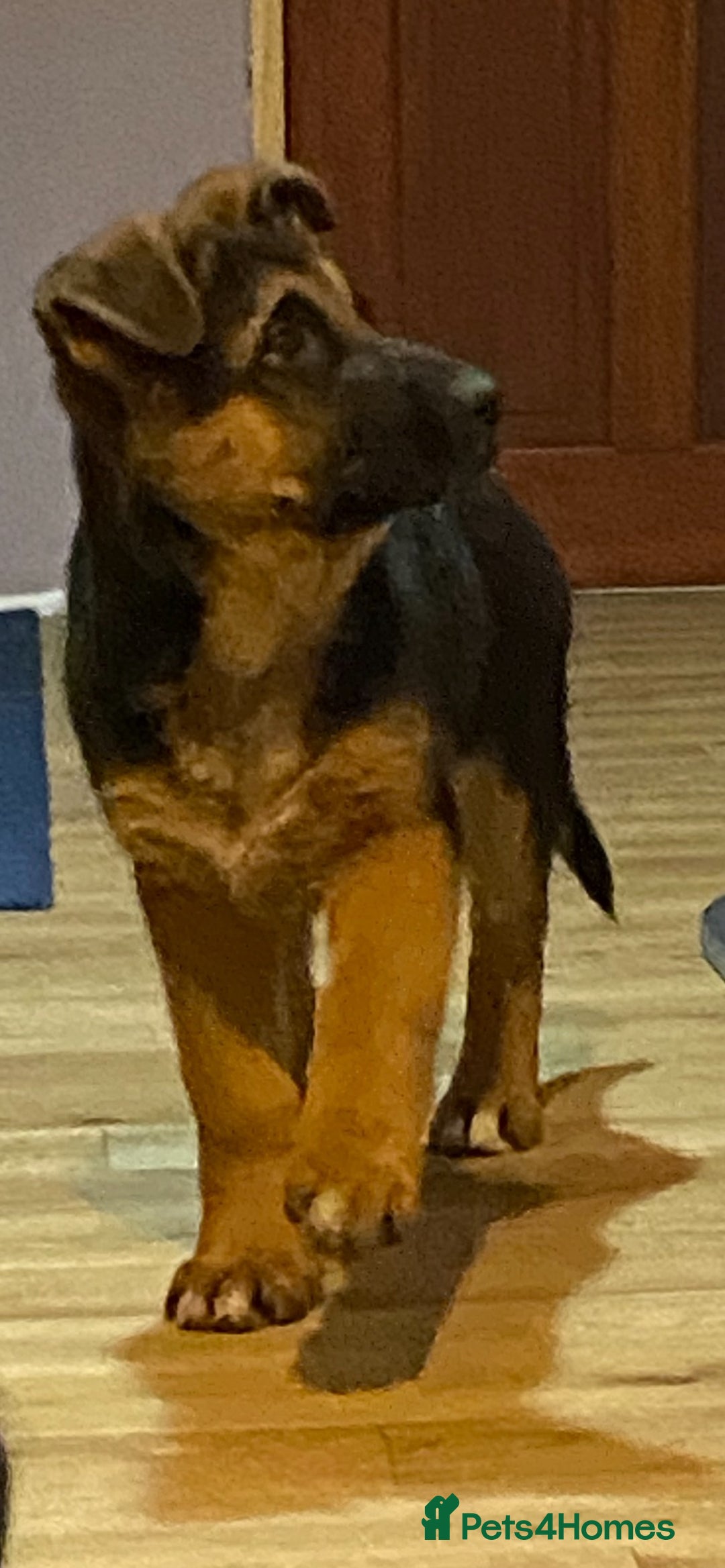 German Shepherd dogs for sale: Outstanding Vomkonstanz German Shepherd Litter  - Advert 11