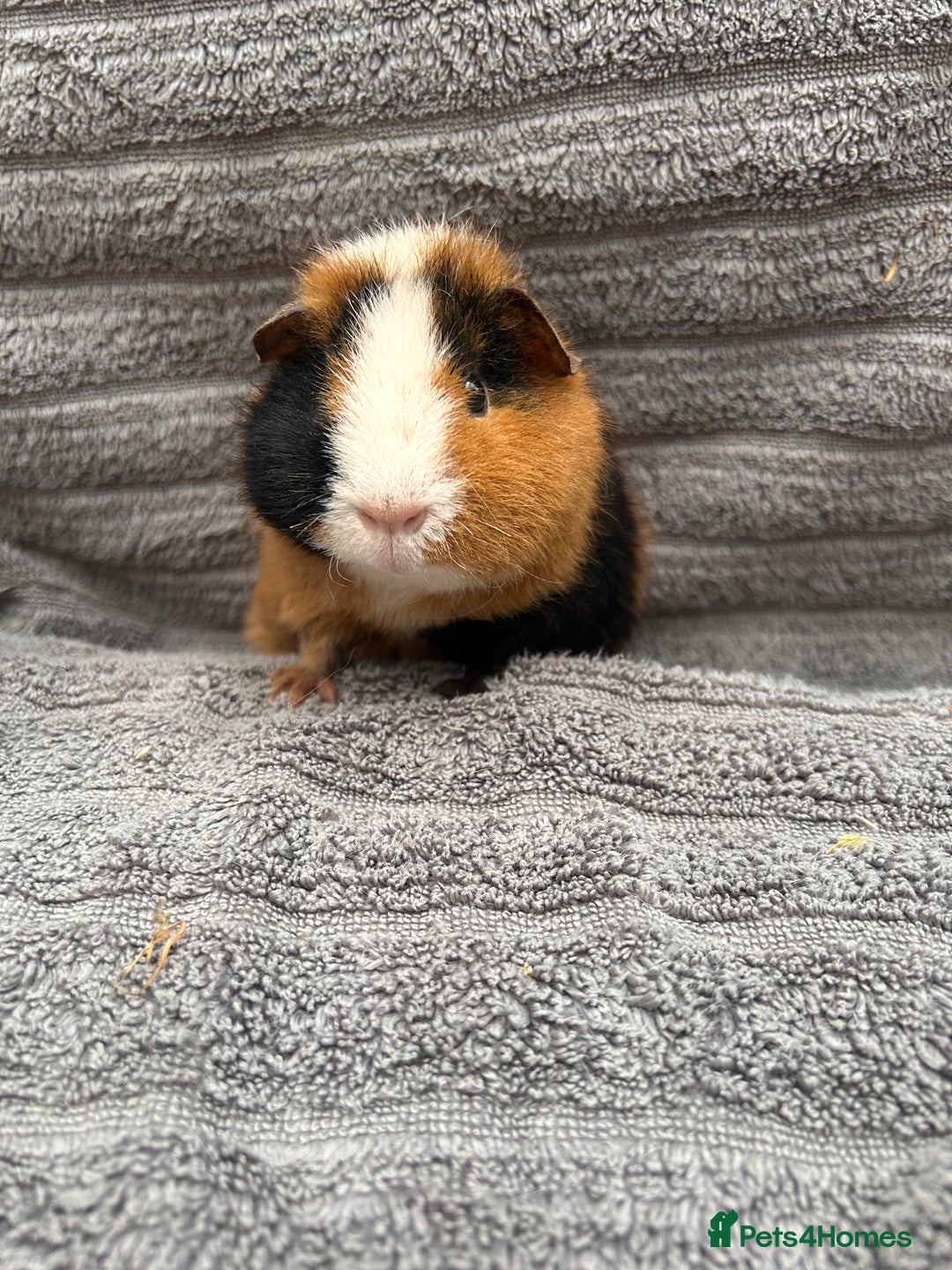 Guinea Pig rodents for sale: Lovely Boys  - Advert 6