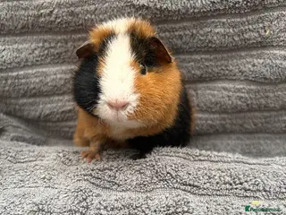 Guinea Pig rodents Lovely Boys - Advert 7