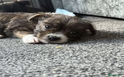 Mixed Breed dogs for sale: Lhasa Apso Cross - Image 19