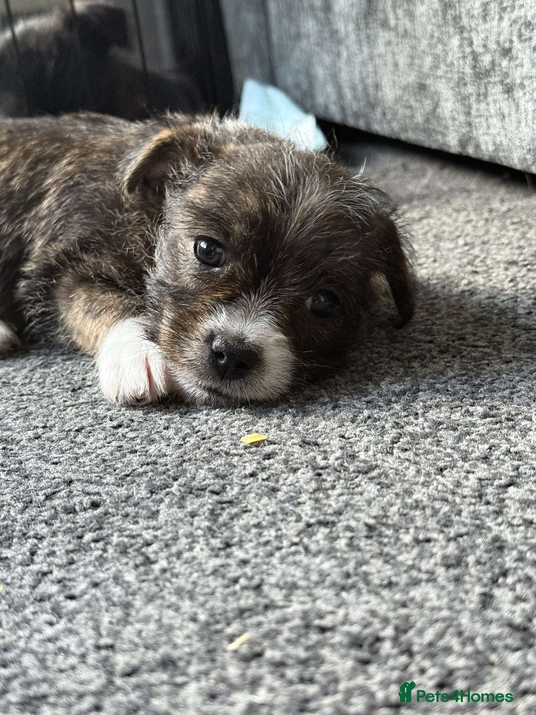 Mixed Breed dogs for sale: Lhasa Apso Cross - Image 19