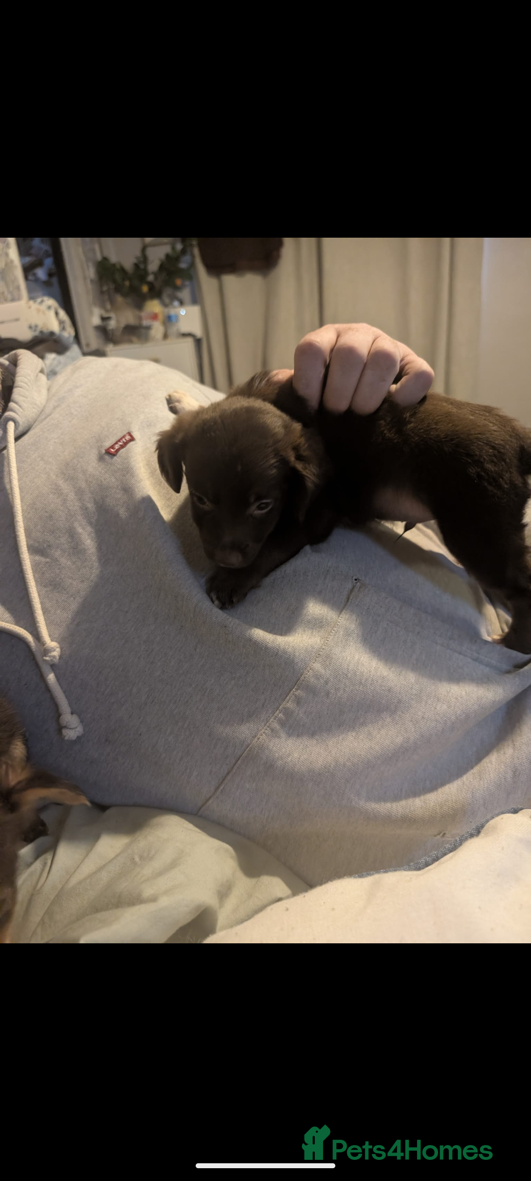 Mixed Breed dogs for sale: Adorable puppies ready 11/10 - Image 7