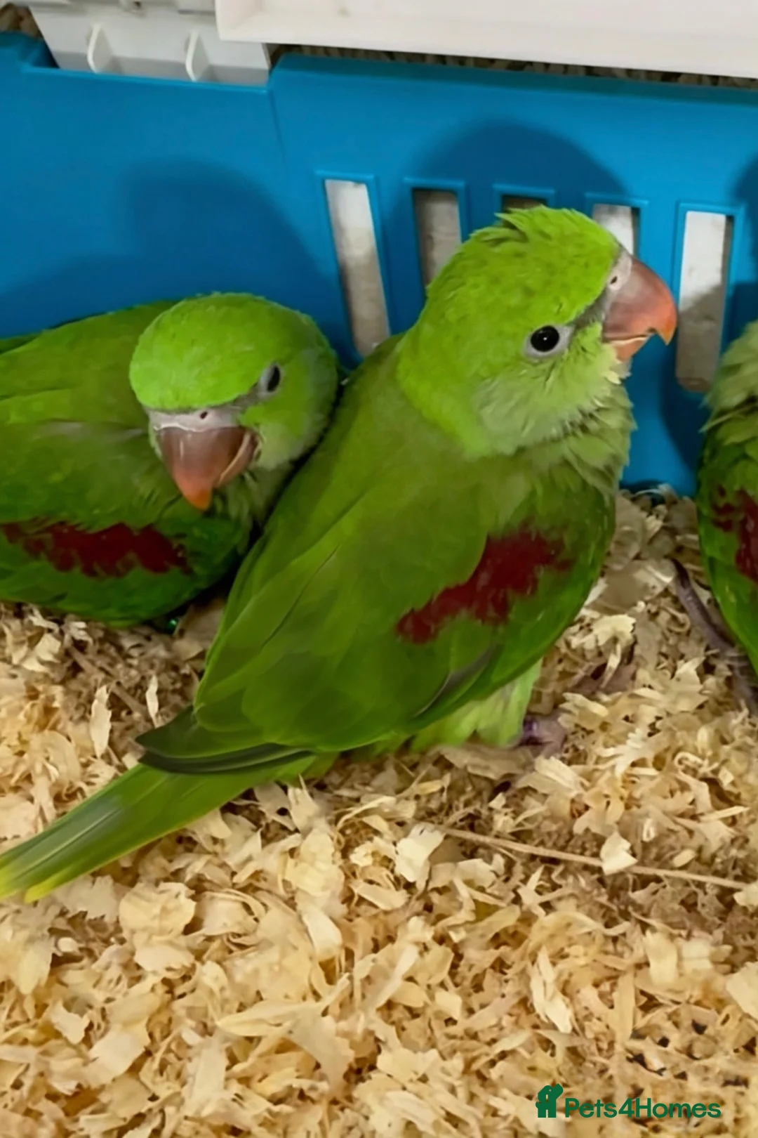 Parrots birds for sale: Hand Reared Tame .Talking Baby Alexandrian Parrots - Advert 4