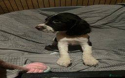 Sprocker dogs for sale: Gorgeous Sprocker Spaniel Puppies 🐶 - Image 11