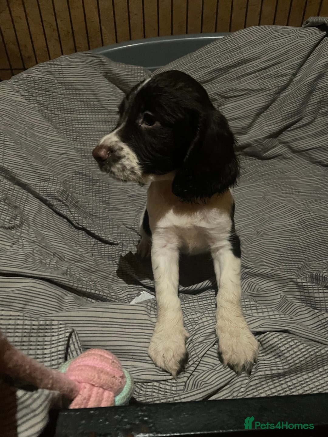 Sprocker dogs for sale: Gorgeous Sprocker Spaniel Puppies 🐶 - Image 11