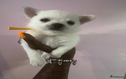 Pomchi dogs for sale: Beautiful Fluffy Pomchis - Image 25