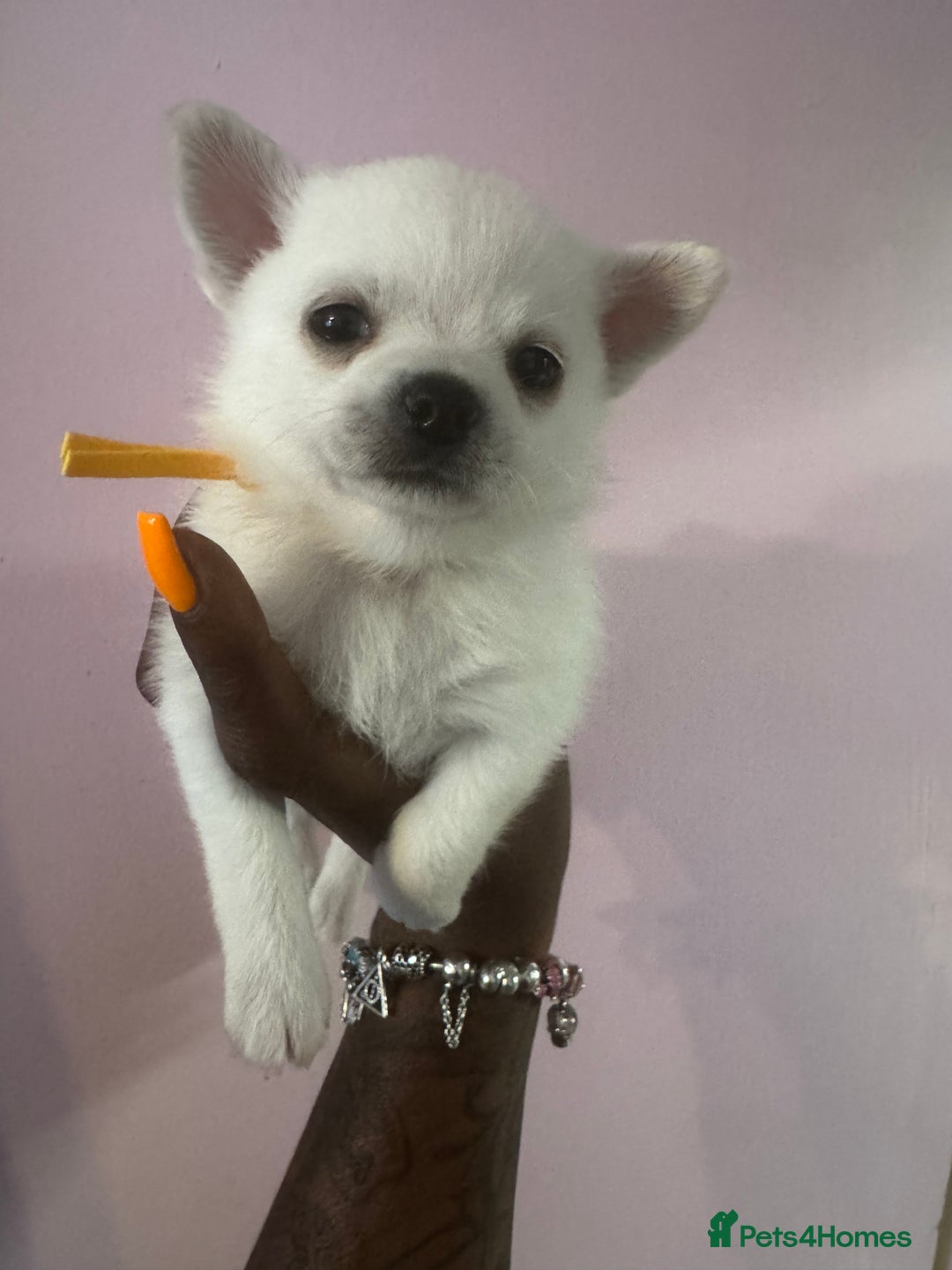 Pomchi dogs for sale: Beautiful Fluffy Pomchis - Image 25