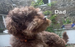 Cavachon dogs for sale: beautiful cavapoochon puppies  - Image 9