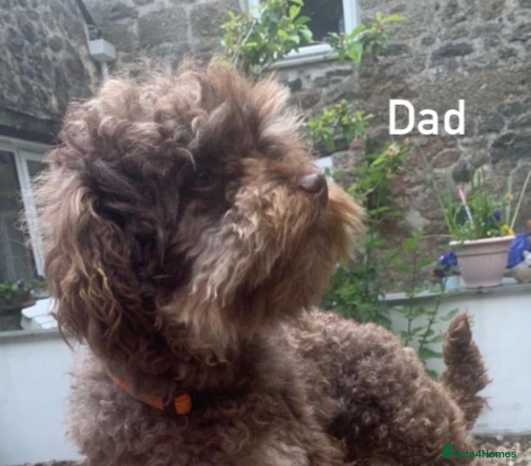 Cavachon dogs for sale: beautiful cavapoochon puppies  - Image 9