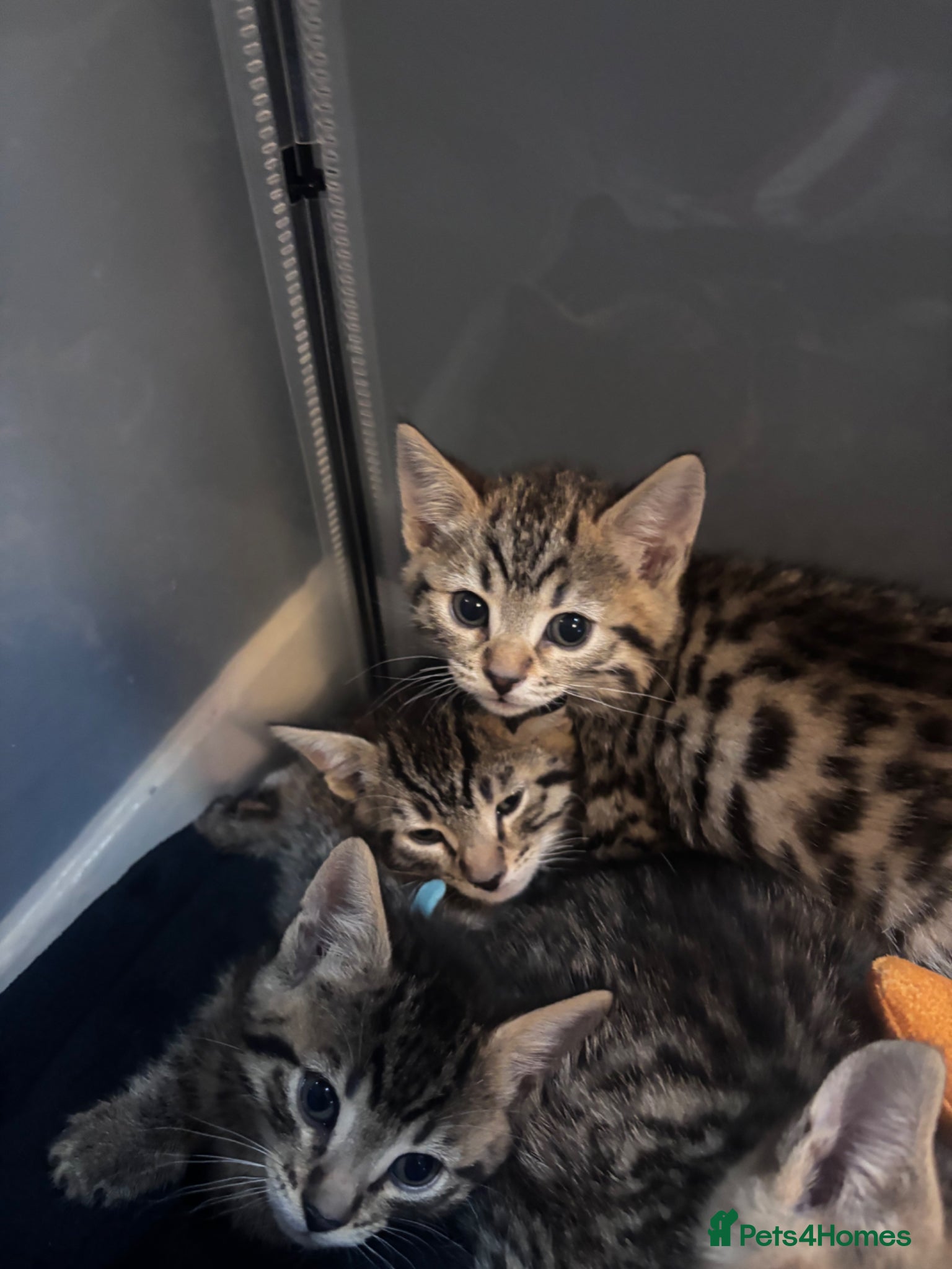 Bengal cats 5 mixed bengal kittens - Advert 17