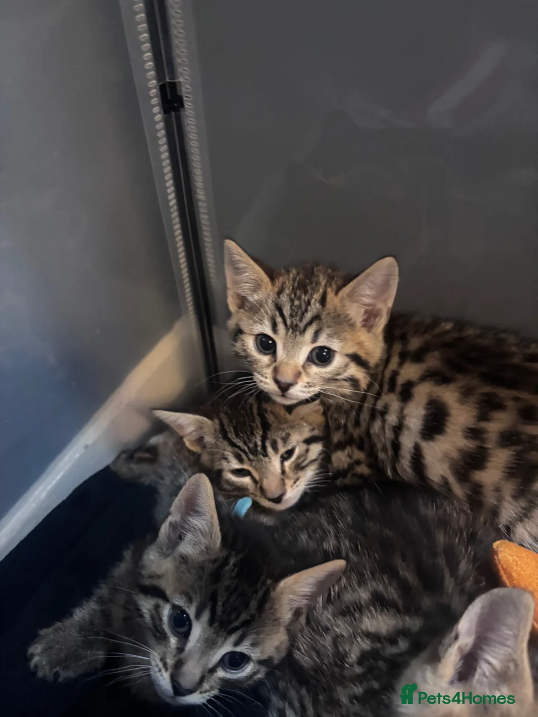 Bengal cats for sale: 5 mixed bengal kittens - Advert 1