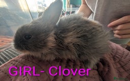 Harlequin rabbits for sale: Beautiful baby bunnies - Image 4