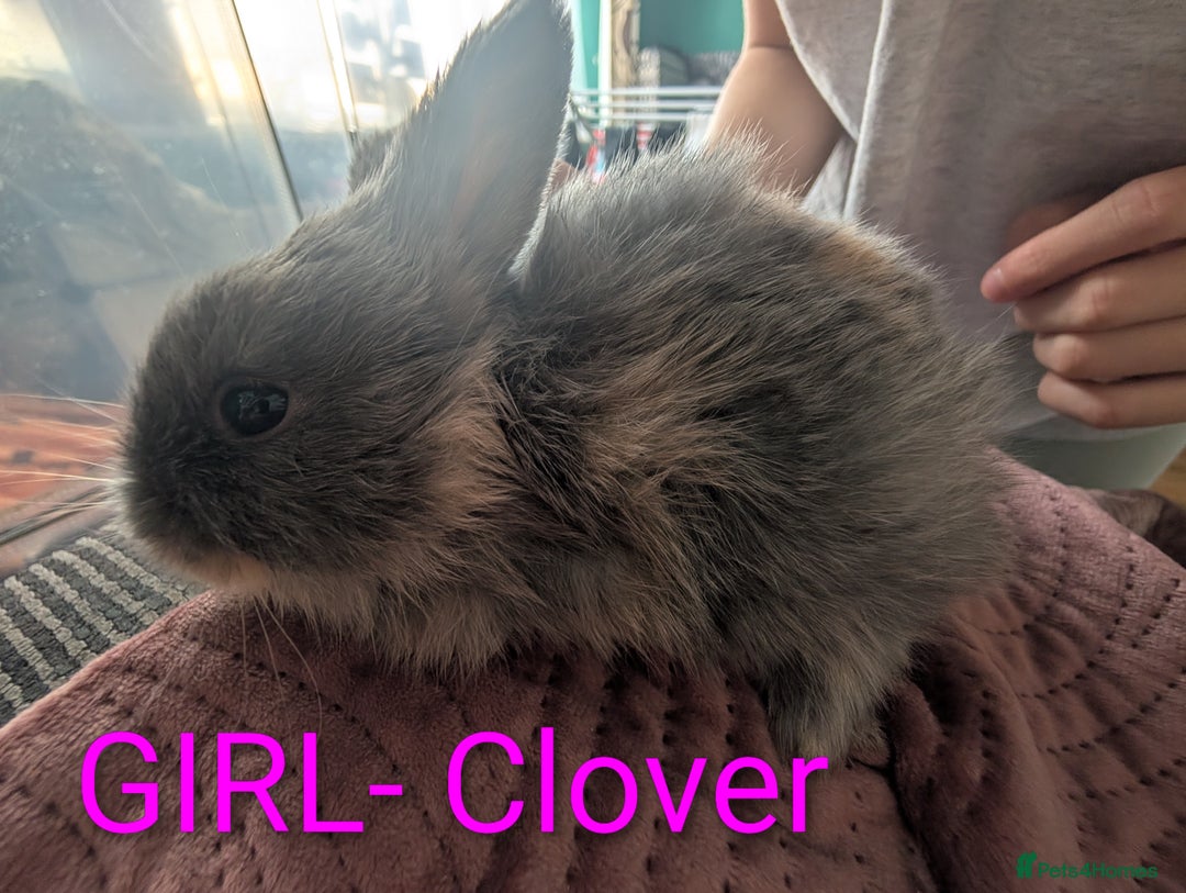 Harlequin rabbits for sale: Beautiful baby bunnies - Image 4