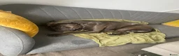 Mixed Breed dogs for sale: Beautiful boy for adoption  - Advert 5