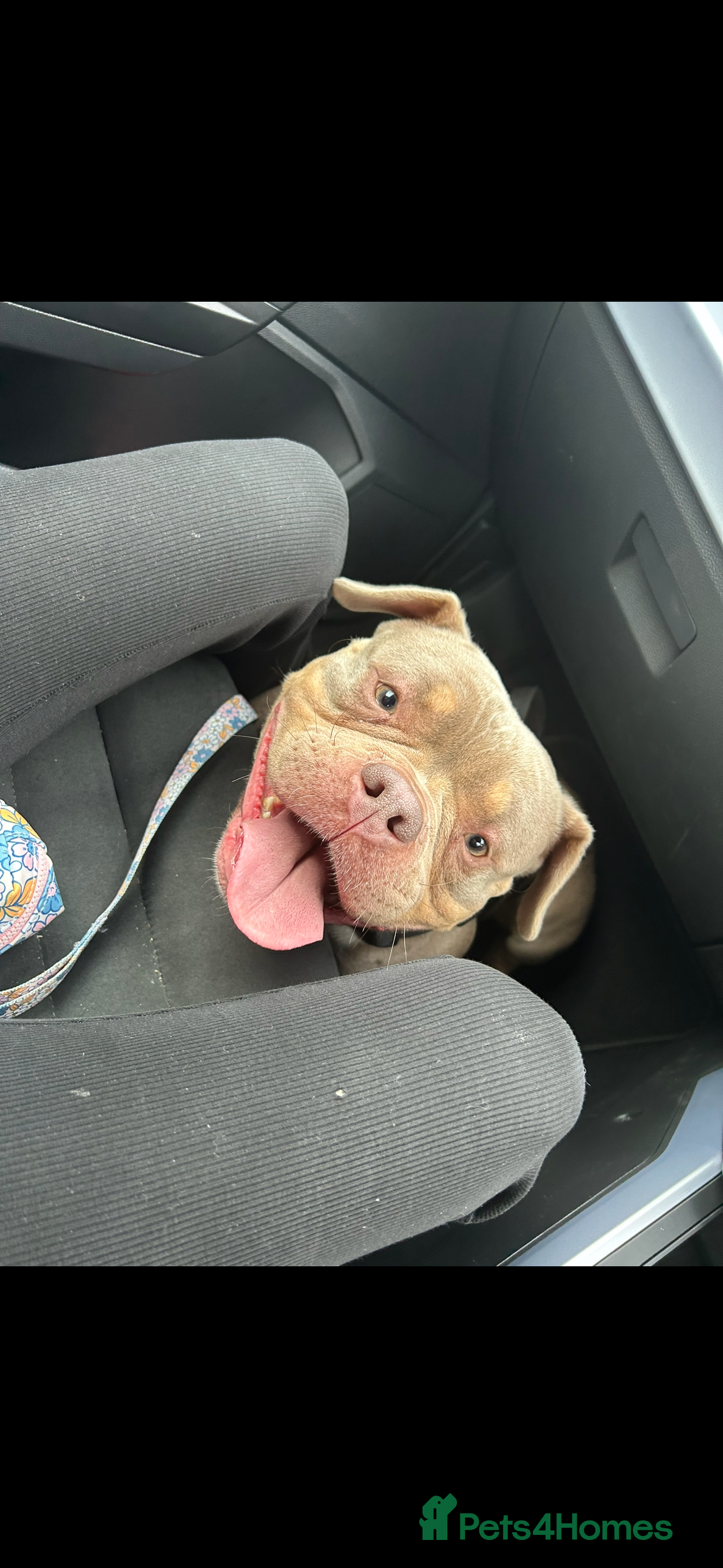 American Bully dogs 4 year old female pocket bully - Advert 2