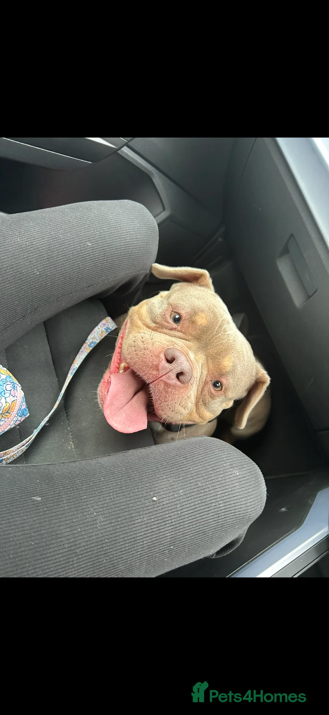 American Bully dogs for sale: 4 year old female pocket bully - Advert 1
