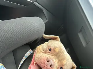 American Bully dogs 4 year old female pocket bully - Advert 12