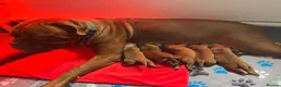 Dogue De Bordeaux dogs for sale: Exceptional KC Dogue de Bordeaux Puppies - Advert 21