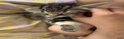 Mixed Breed cats for sale: Crumpet, she is 10weeks old, a female tabby mix.  - Advert 11