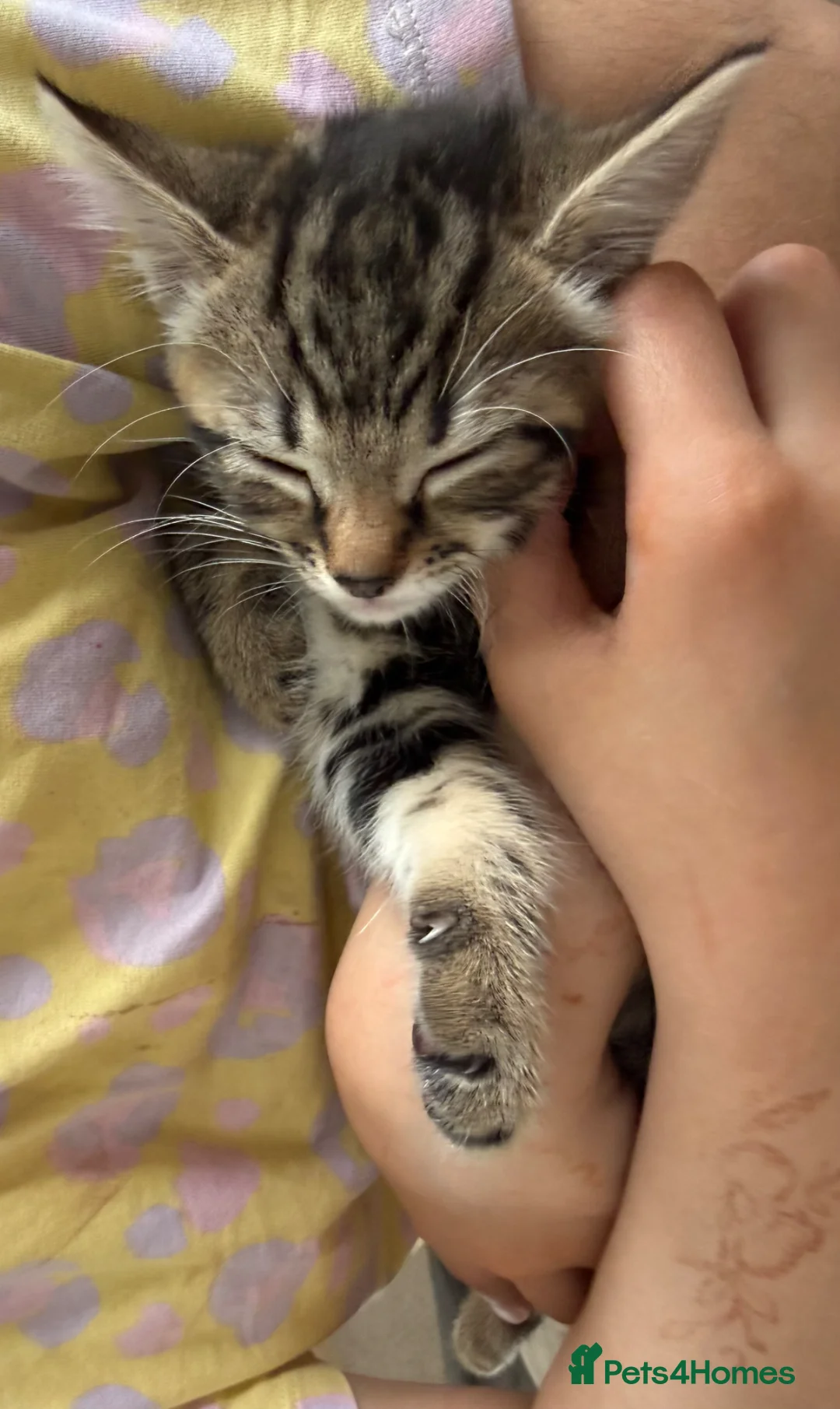 Mixed Breed cats for sale: Crumpet, she is 10weeks old, a female tabby mix.  - Advert 11