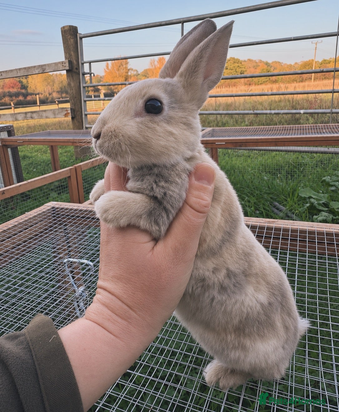 Rex rabbits for sale: 🐰✨ 2 bucks left ! PEDIGREE MINI REX  - Advert 1