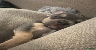 Mixed Breed dogs - Advert 6