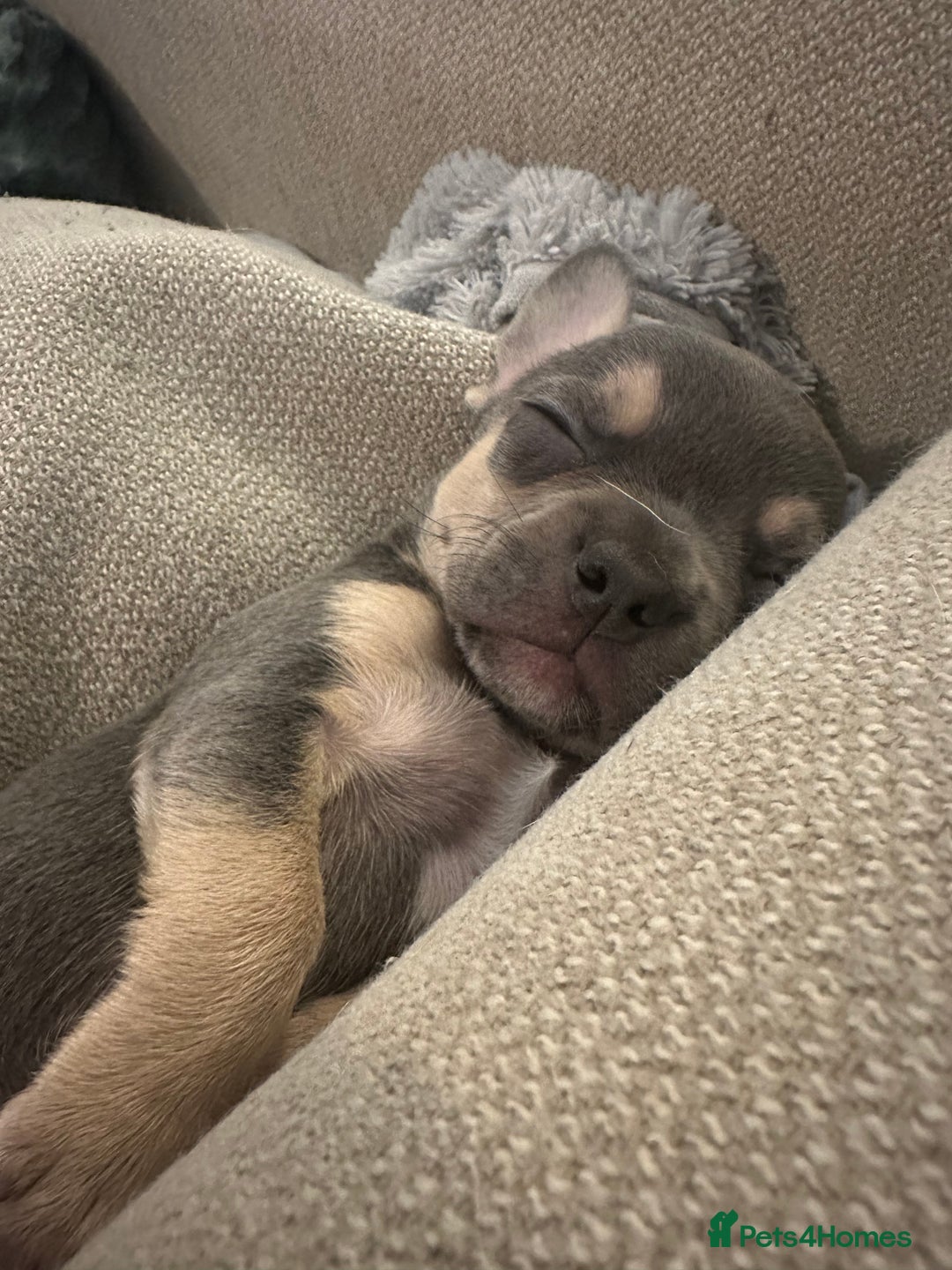 Mixed Breed dogs for sale: Frenchie x chihuahua  - Image 2
