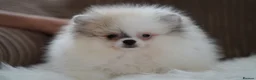 Pomeranian dogs for sale: Cute puppies  - Advert 15