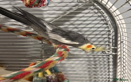 Cockatiels birds for sale: M/F cockatiels with cage - Image 4