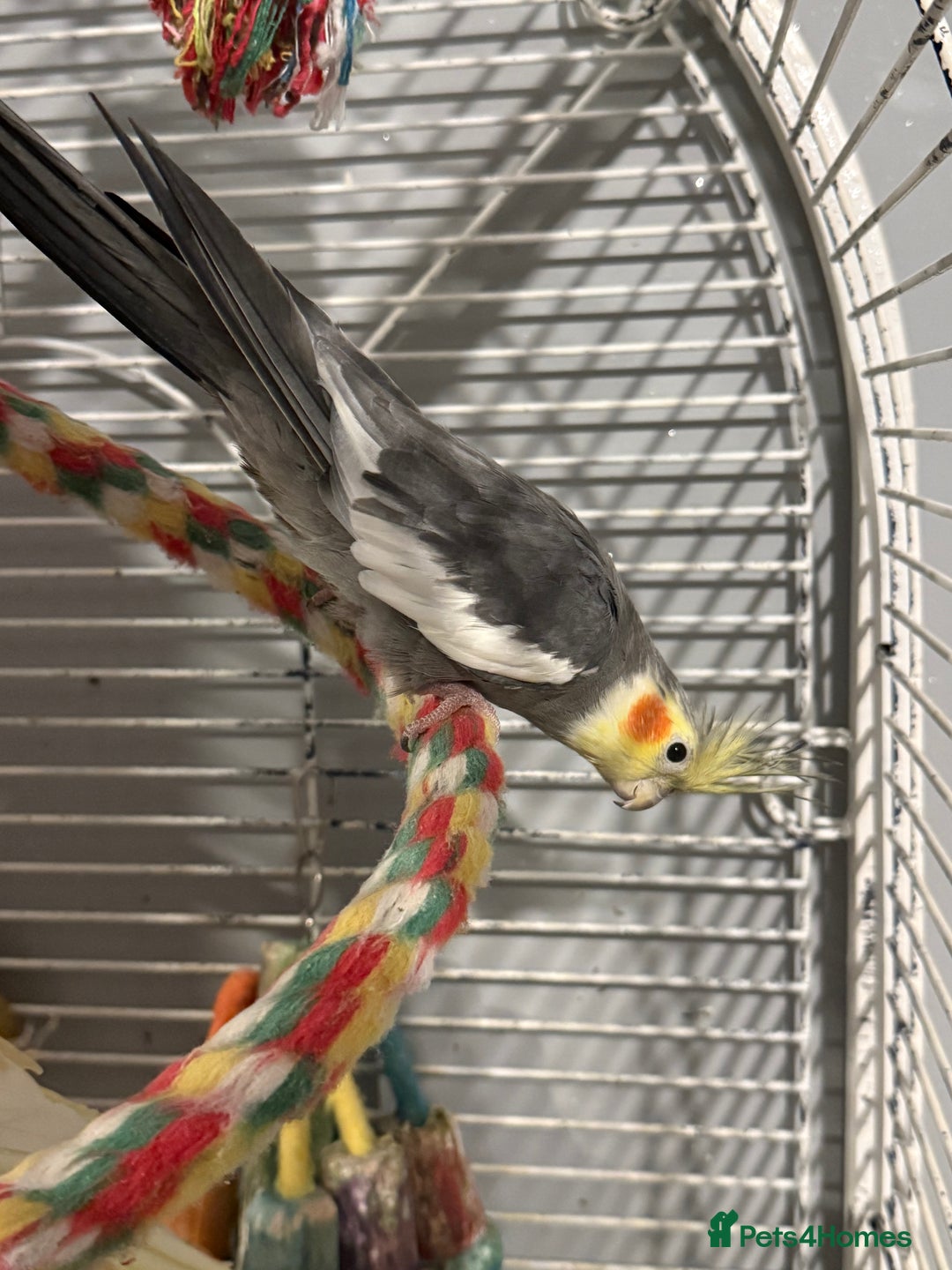 Cockatiels birds for sale: M/F cockatiels with cage - Image 4