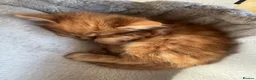 Mixed Breed cats for sale: Stunning 5 week old kittens  - Advert 26