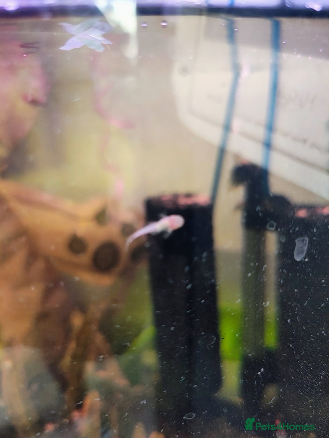 Plecos fish for sale: Albino Bristlenose Pleco - Image 3