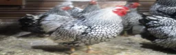 Chickens poultry for sale: Quality Silver Laced Wyandotte Bantam Pullets - Advert 6