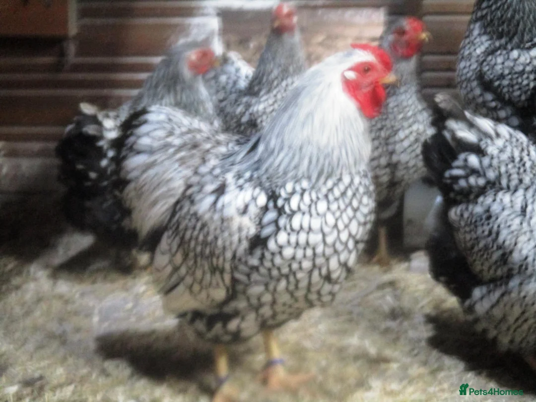 Chickens poultry for sale: Quality Silver Laced Wyandotte Bantam Pullets - Advert 6