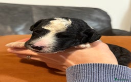 Sheepadoodle dogs for sale: Lovely Litter of F1 Sheepadoodles 5⭐️ license  - Image 10
