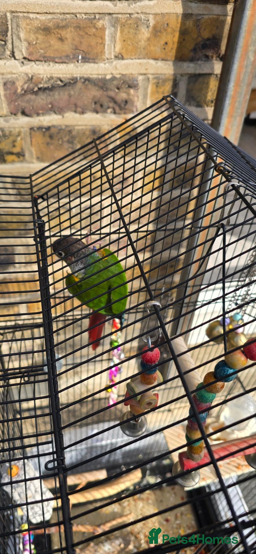 Conures birds Beautiful Green Cheek Conure with complete setup - Advert 2