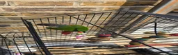 Conures birds for sale: Beautiful Green Cheek Conure with complete setup in London - Advert 1