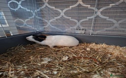 Guinea Pig rodents for sale: Two Beautiful Sows  - Image 5