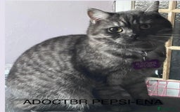 British Shorthair cats for sale: GCCF British Shorthair kittens - Image 5