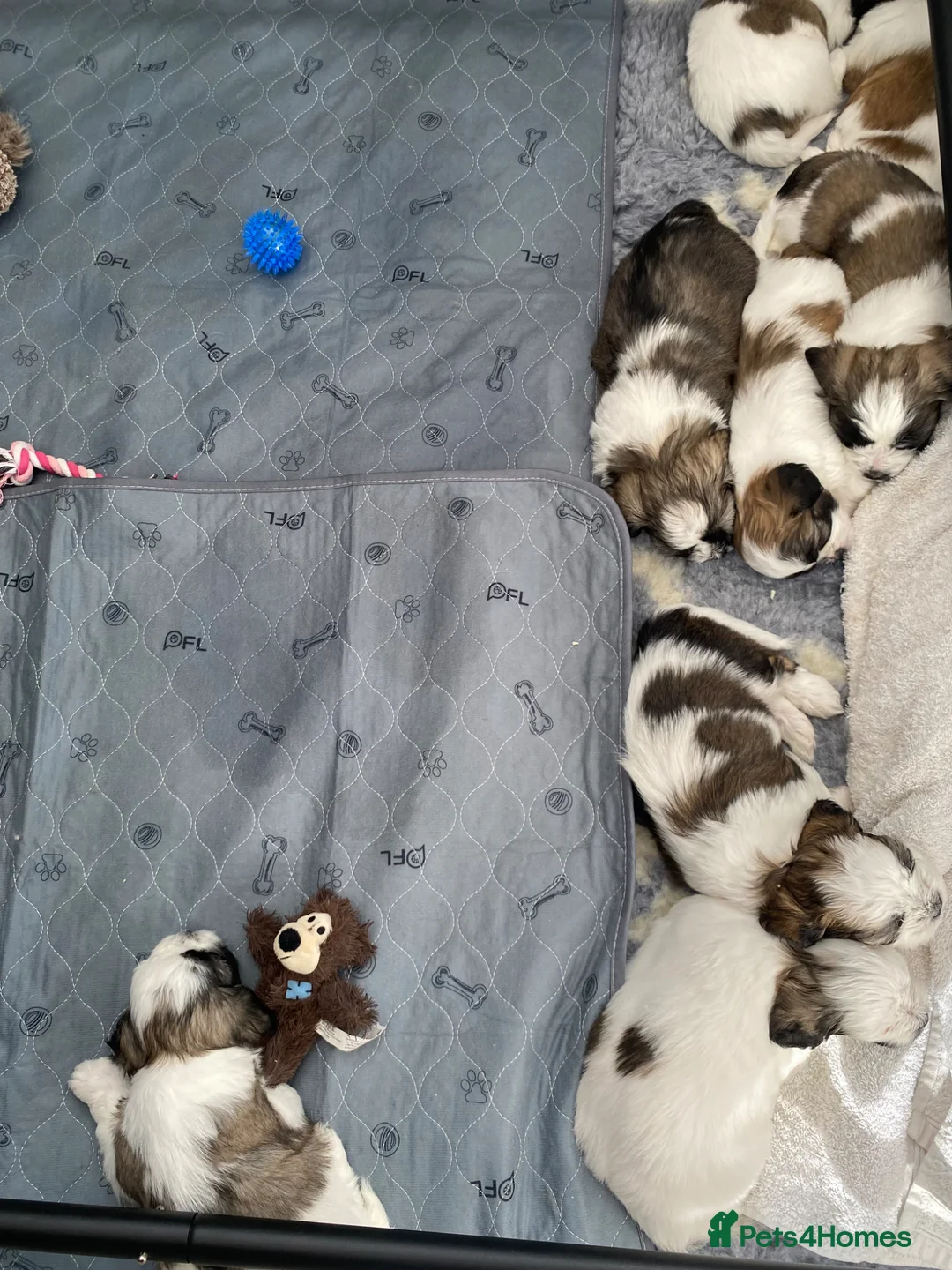 Zuchon dogs for sale: Zuchon puppies for sale in Great Yarmouth - Advert 2