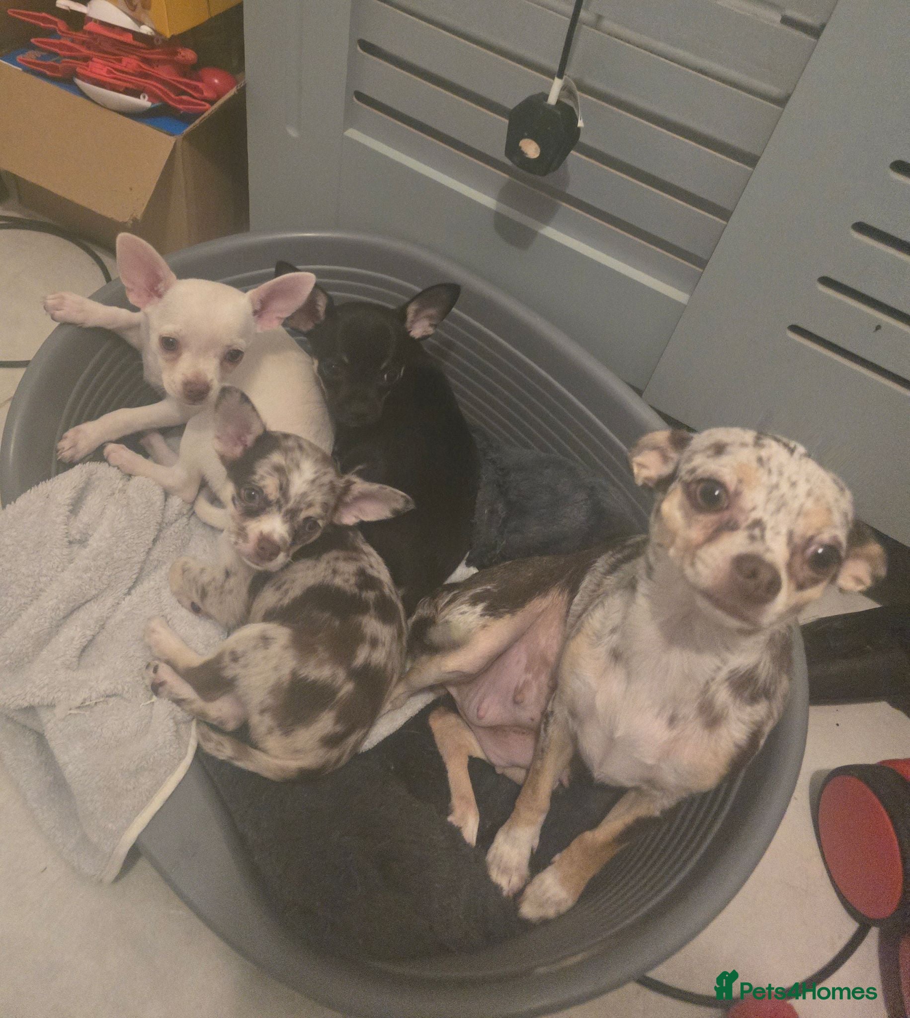 Chihuahua dogs Chihuahua puppies merle, white, black  - Advert 1