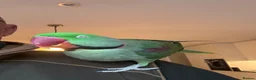 Parrots birds for sale: Alexandrine parrot male in Banstead - Advert 2