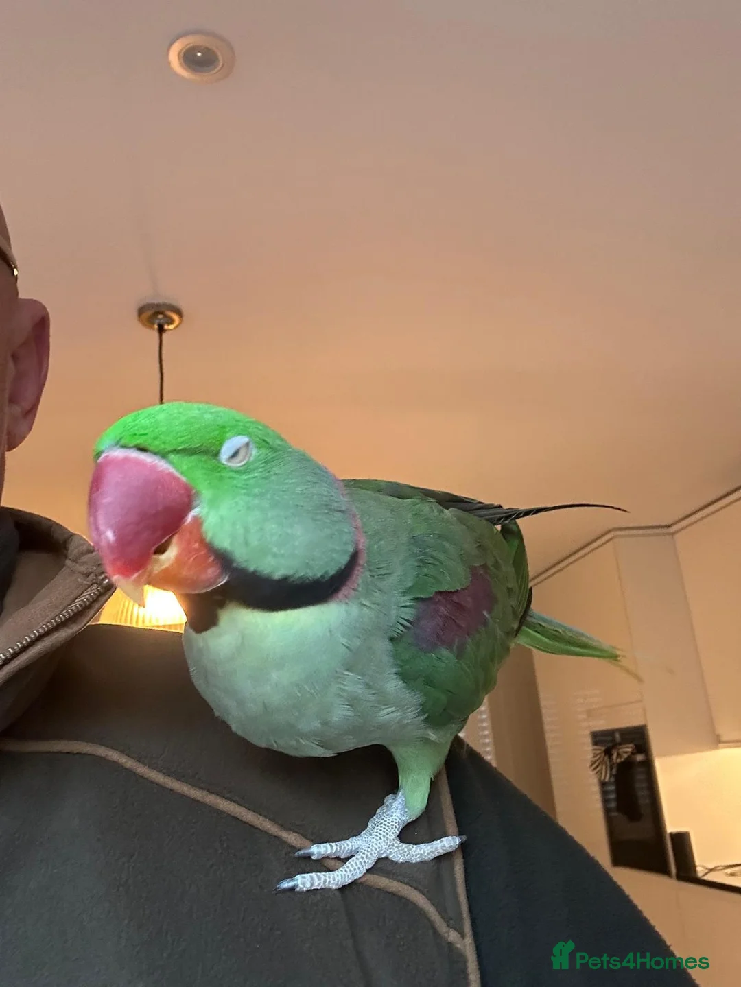 Parrots birds for sale: Alexandrine parrot male in Banstead - Advert 2