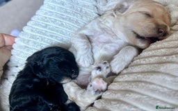 Cockapoo dogs for sale: Adorable F1B Cockapoo Puppies ready 6th November - Image 7