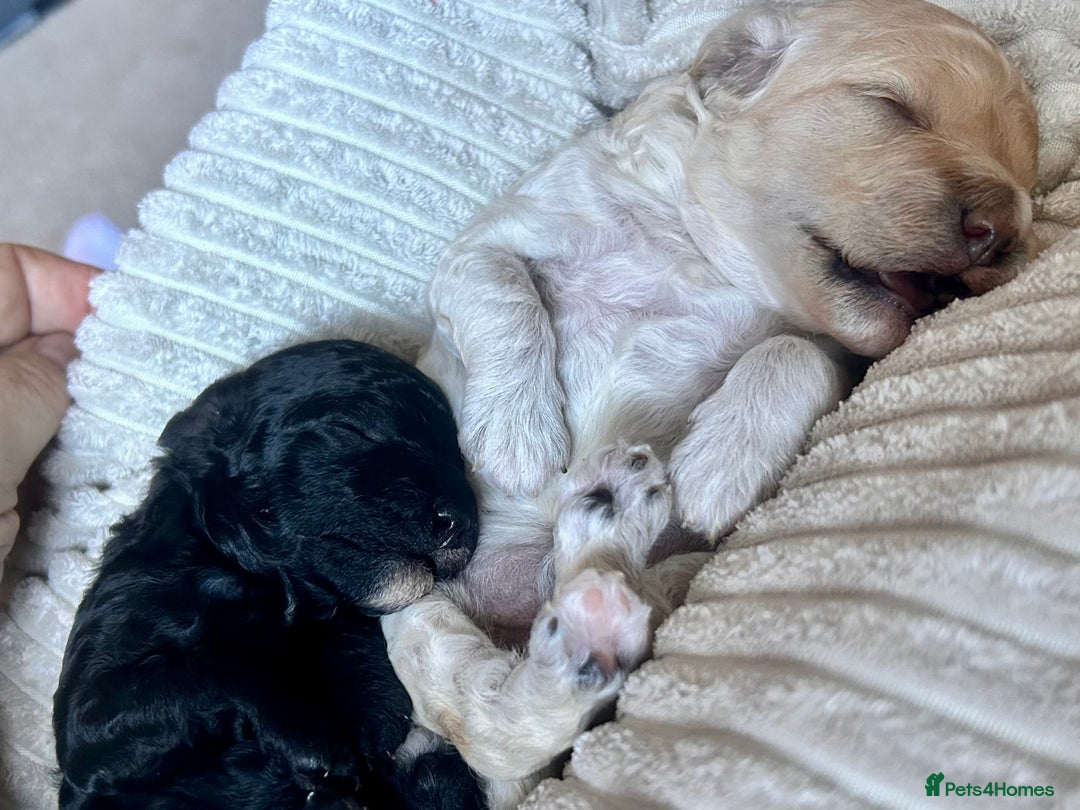 Cockapoo dogs for sale: Adorable F1B Cockapoo Puppies ready 6th November - Image 7