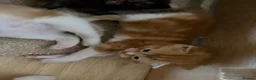 British Shorthair cats for sale: Kittens - Advert 16